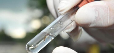 Índice da dengue está alarmante em Dois Vizinhos Índice da dengue está alarmante em Dois Vizinhos