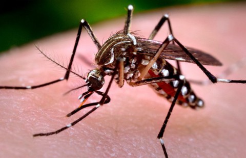 Boletim confirma 530 novos casos de dengue no Paraná Boletim confirma 530 novos casos de dengue no Paraná