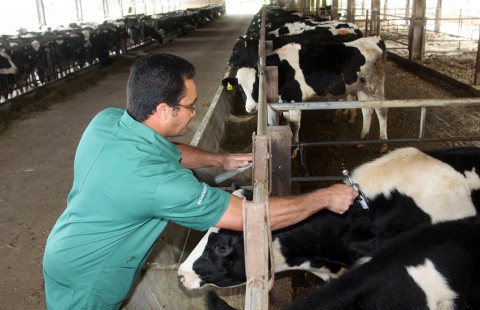 Mais de 13 mil animais devem ser vacinados contra aftosa em Dois Vizinhos Mais de 13 mil animais devem ser vacinados contra aftosa em Dois Vizinhos