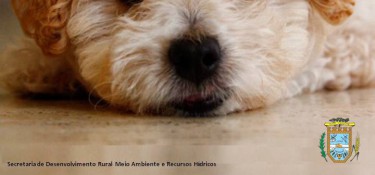 Hoje tem feira de adoção de cães e gatos Hoje tem feira de adoção de cães e gatos