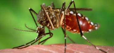 Saúde registra aumento de casos de dengue no Paraná Saúde registra aumento de casos de dengue no Paraná