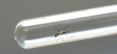 Mesmo com frio, índice de infestação da dengue segue alto em Dois Vizinhos Mesmo com frio, índice de infestação da dengue segue alto em Dois Vizinhos