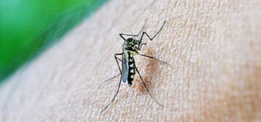Mais um caso de dengue confirmado em Dois Vizinhos Mais um caso de dengue confirmado em Dois Vizinhos