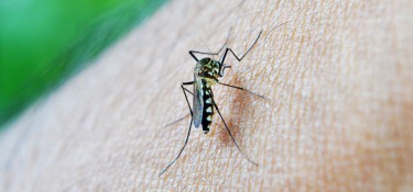 Novo boletim aponta 45 casos confirmados de dengue em DV Novo boletim aponta 45 casos confirmados de dengue em DV