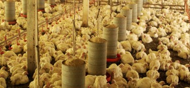 Valor Bruto da Produção passa de R$ 1 bilhão em nove cidades do Paraná Valor Bruto da Produção passa de R$ 1 bilhão em nove cidades do Paraná