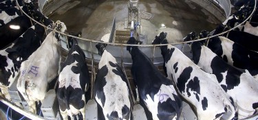 Leite tem aumento no preço de 51% no Paraná em 2020 Leite tem aumento no preço de 51% no Paraná em 2020