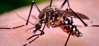 Índice de infestação do mosquito da dengue é de 10% Índice de infestação do mosquito da dengue é de 10%
