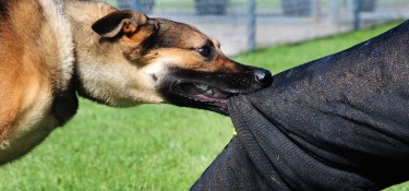 Homem denuncia vizinha após cão o atacar em via pública em Dois Vizinhos Homem denuncia vizinha após cão o atacar em via pública em Dois Vizinhos