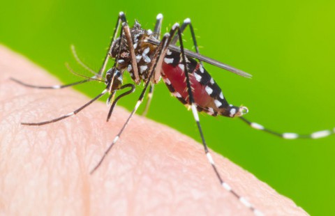 Dois Vizinhos encerra ano epidemiológico da dengue sem nenhum caso Dois Vizinhos encerra ano epidemiológico da dengue sem nenhum caso