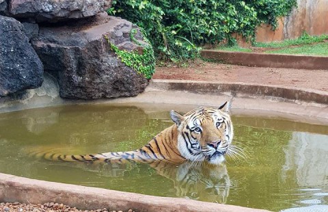 Zoológico da Unisep vai ser aberto para visitação ainda em 2018 Zoológico da Unisep vai ser aberto para visitação ainda em 2018