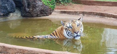 Zoológico da Unisep vai ser aberto para visitação ainda em 2018 Zoológico da Unisep vai ser aberto para visitação ainda em 2018