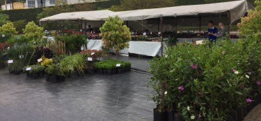Feira de Mudas começou hoje no Pátio da Suvel Feira de Mudas começou hoje no Pátio da Suvel
