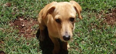 Neste sábado tem Feira de Adoção de Cães e Gatos Neste sábado tem Feira de Adoção de Cães e Gatos