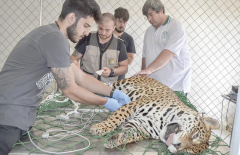 Pesquisadores de Maringá e Cascavel fazem pesquisa no zoo da Unisep Pesquisadores de Maringá e Cascavel fazem pesquisa no zoo da Unisep
