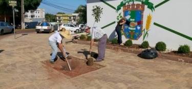 Plano de arborização prevê a substituição de árvores invasoras por nativas Plano de arborização prevê a substituição de árvores invasoras por nativas